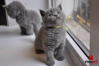 Ράτσα: Βρετανική Κοντότριχη | Ηλικία: 3 μηνών | Φύλο: Αρσενικό | Αρ. Microchip: 902800890389012 | Ιδιώτης | Pedigree | Περιοχή: Αθήνα, Αττική